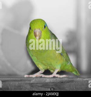 Ein grüner papageienfisch, der auf einem Holzregal sitzt. Der Hintergrund ist schwarz und weiß, so dass der grüne Vogel auffällt Stockfoto