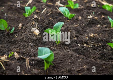 Jungkohl im Garten gepflanzt. Selektiver Fokus. Stockfoto