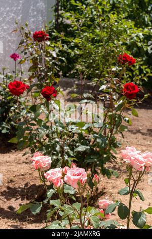 Rosen wachsen in einem Garten. Selektiver Fokus auf die rosa Rosen im Vordergrund. Stockfoto
