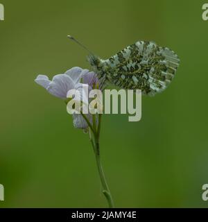 Orange Spitze (Anthocharis cardamines), weiblich, ruht auf Kuckuckblume (Cardamine pratensis), Dumfries, SW Schottland Stockfoto