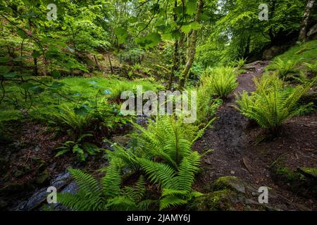 Farne wachsen auf dem Weg von Tarn Hows zu den Wasserfällen von Tom Gill, Lake District, England Stockfoto