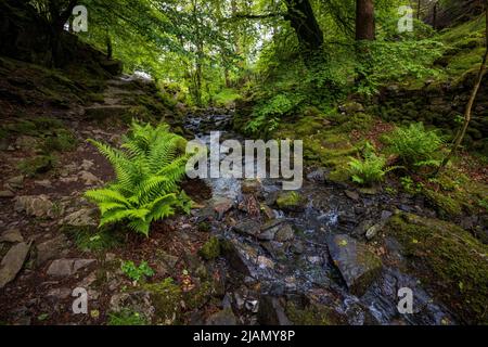 Farne wachsen auf dem Pfad, der von Tarn Hows zu den Wasserfällen von Tom Gill, Lake District, England führt Stockfoto