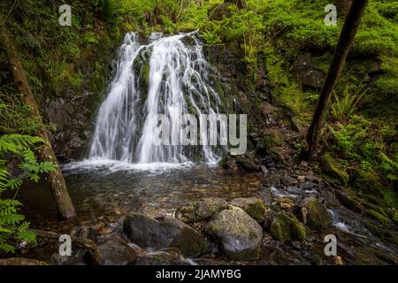 Die Wasserfälle von Tom Gill unterhalb von Tarn Hows, Lake District, England Stockfoto