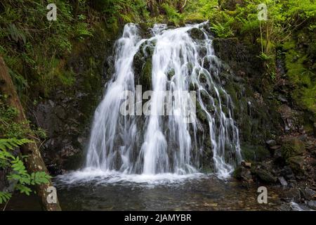 Die Wasserfälle von Tom Gill unterhalb von Tarn Hows, Lake District, England Stockfoto
