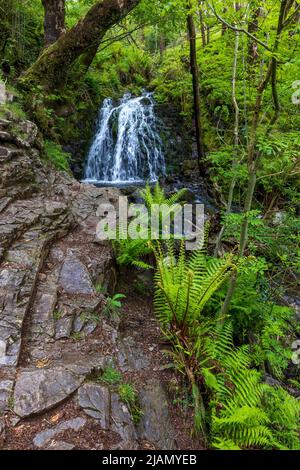 Die Wasserfälle von Tom Gill unterhalb von Tarn Hows, Lake District, England Stockfoto