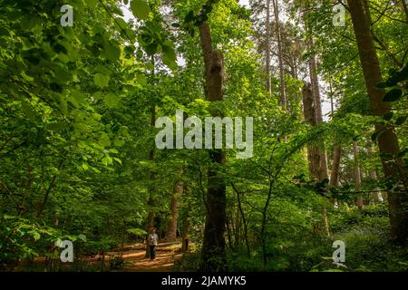 Norfolk Broads How Hill Secret Garden Norfolk England Mai 2022 der bepflanzte Waldwald führt zum Secret Garden. Wie Hill Secret Garden an wie Stockfoto