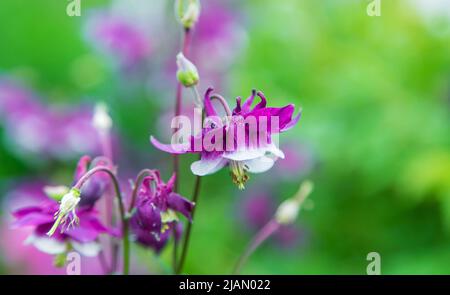 Aquilegia blüht im Garten. Selektiver Fokus. Stockfoto