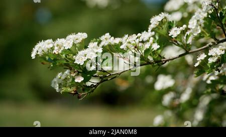 Weißdorn, Crataegus monogyna während der Blütezeit im Frühjahr in einem Park bei Magdeburg in Deutschland Stockfoto