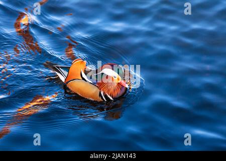 Bunte männliche Mandarinente (Aix galericulata), die im Herbst in einem Teich auf dem Wasser schwimmt Stockfoto