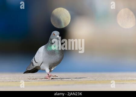 Eine Felstaube (Columba livia), die im Hafen auf Nahrungssuche ist. Stockfoto