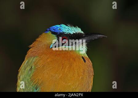 Motmot (Momotus lessonii) Nahaufnahme des erwachsenen Kopfes Monteverde, Costa Rica März Stockfoto