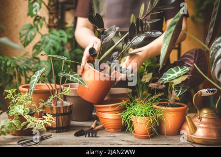 Frau im Garten mit Pflanzen zu Hause. Pflege der Topfpflanzen im Innenbereich. Hobbys und Freizeitkonzept Stockfoto