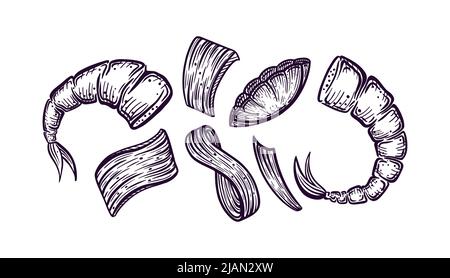 Garnelen Handzeichnung. Shrimma Meeresfrüchte-Set, Schale. vektor-Illustration Stock Vektor