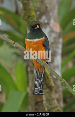 Orangenbauchiger Trogon (Trogon collaris puella) erwachsener Mann, der auf einem Ast thront. Form aurantiiventris Costa Rica März Stockfoto