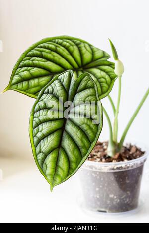 Alocasia Baginda Drachenwaage beginnt mit einer winzigen weißen Blume zu blühen. Schönes Blatt der Alocasia-Pflanze Stockfoto