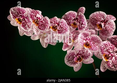 Pink Phalaenopsis Orchid Dalmatiner auf dunkelgrünem Hintergrund. Freier Speicherplatz für Text im Foto. Stockfoto