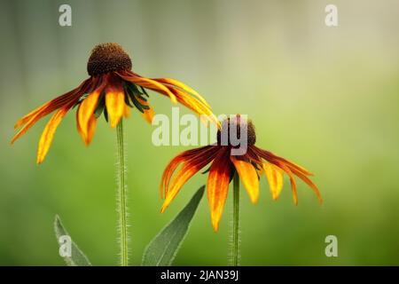 Gelbe Rudbeckia Blumen auf dem hellgelb-grünen Hintergrund. Das Foto eignet sich als Geschenkkarte, es gibt freien Platz für Text. Stockfoto