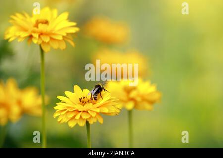 Gruppe von Echinacea-Blüten. Echinacea gelbe Blüten blühen. Echinacea wird in der alternativen Medizin als Immun-Sytem-Booster verwendet. Stockfoto