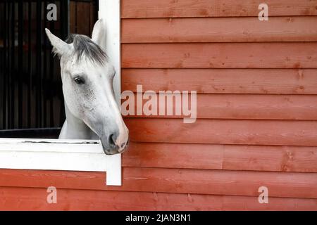 Neugieriges weißes Pferd schaut aus dem Stallfenster. Das Äußere des Pferdestalls besteht aus roten Holzplanken, im Bild ist Platz für Text Stockfoto