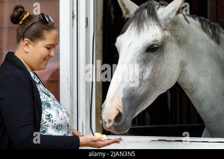 Weibliche Pferdebesitzerin, die am Pferdestall steht und mit einem Apfel ein silberfarbenes Pferd im Stall füttert. Das Pferd schaut aus dem Fenster des Stockfoto