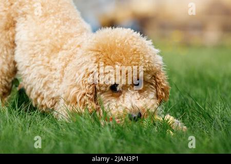 Ein süßer Pudel spielt und versteckt sich im Gras. Stockfoto