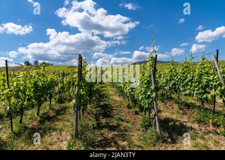 Viele Riesling-Weinreben in einem elsässischen Weinberg unter einem blauen Himmel mit weißen Wolken Stockfoto