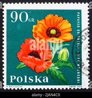 POLEN - UM 1964: Eine in Polen gedruckte Briefmarke zeigt orientalischen Mohn, Gartenblume, um 1964 Stockfoto