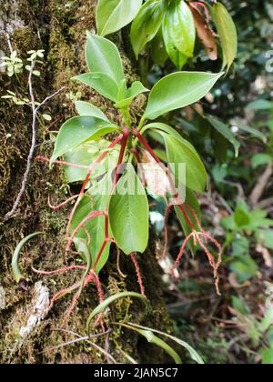 Wilde tropische Peperomia dotana mit roten Blütenständen aus dem Hochland Costa Ricas, die auf einem Baum wachsen Stockfoto