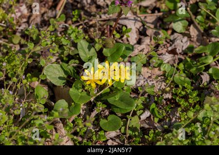 Erste leuchtend gelbe Lesser Celandine (Ficaria verna) blüht im Frühlingswald Stockfoto