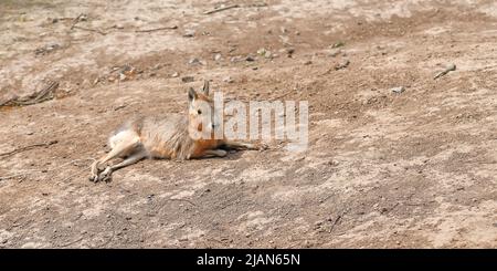 Patagonische mara als Umwelt verkleidet ruhend (Dolichotis patagonum) Stockfoto