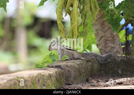 Eichhörnchen gehören der Familie der Sciuridae an, einer Familie, zu der kleine oder mittelgroße Nagetiere gehören. Zur Familie der Eichhörnchen gehören auch Baumhörnchen. Stockfoto