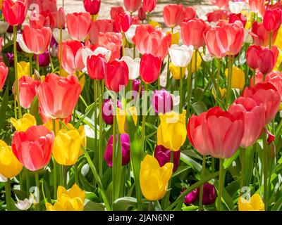 Feld der bunten blühenden Tulpen, große Gruppe von bunten Blumen Natur lebendigen Hintergrund, niemand. Leuchtendes natürliches Blumenmuster, schöne tuli Stockfoto