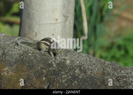 Eichhörnchen gehören der Familie der Sciuridae an, einer Familie, zu der kleine oder mittelgroße Nagetiere gehören. Zur Familie der Eichhörnchen gehören auch Baumhörnchen. Stockfoto