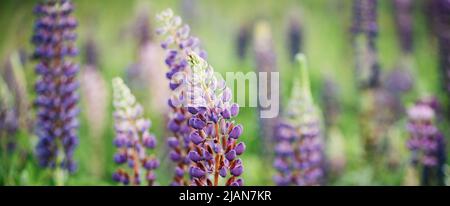 Blühende Macrolupine Blume. Lupinus-Feld mit rosa violetten und blauen Blüten. Sonnenlicht scheint auf Pflanzen. Sanfte warme, weiche Farben, verschwommener natürlicher Hintergrund. Sommerbanner Stockfoto