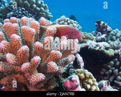 Sommersprossen-Falkenfisch auf Korallen beim Tauchen in Französisch-Polynesien, Südpazifik Stockfoto