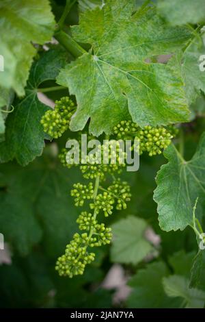 Weinrebe mit jungen Blättern und Knospen, die auf einer Weinrebe im