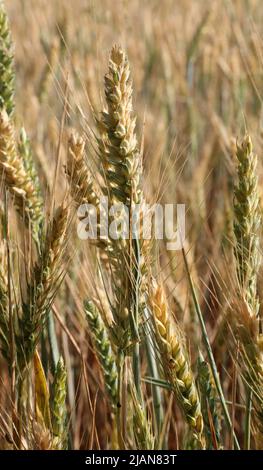 goldene Ähren von Weizen auf dem Feld, die während der Reifung mit Getreidepflanzen angebaut werden und für die Herstellung von Mehl und damit für Brot verwendet werden Stockfoto