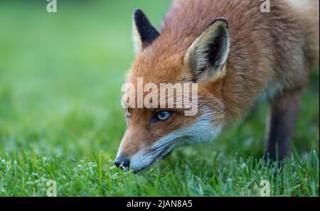 Ein Nahaufnahme-Porträt eines Rotfuchs (Vulpes vulpes), der in einem grasbewachsenen Feld nach einem Duft schnuppert. Stockfoto