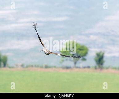 Red Kite Flying Low über ein Feld mit Hügeln im Hintergrund Stockfoto