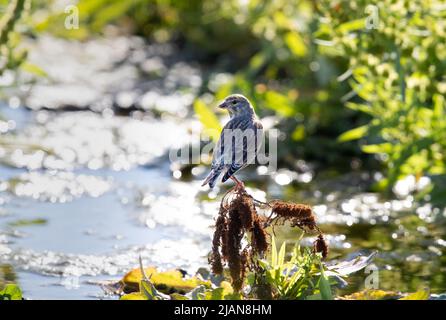 Ein gewöhnlicher Linnet (Linaria cannabina), der auf einer Vegetation neben einem See thront. Helle Reflexionen und starke Kontraste. Das Bild wurde in die Sonne aufgenommen. Stockfoto