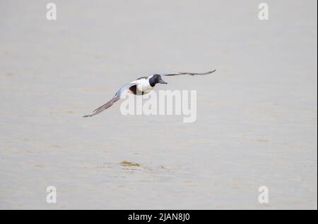 Eine männliche nördliche Schaufelente (Spatula clypeata / Anas clypeata), die tiefer über einen See fliegt Stockfoto