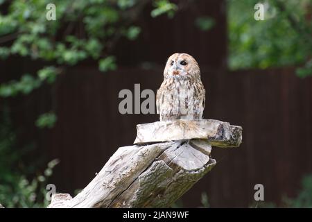 Waldkauz Stockfoto