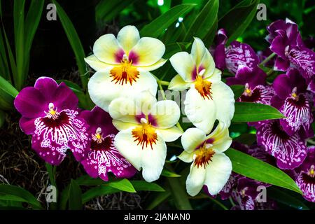 Schöne Miltoniopsis hybride Orchideenblüten, Orchidacecae, New York, NY, USA Stockfoto