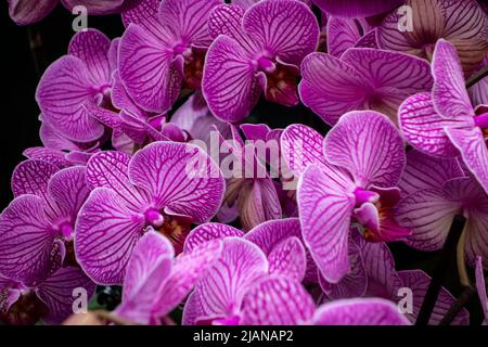 Schöne rosa Orchideenblüten, Orchidacecae, New York, NY, USA Stockfoto