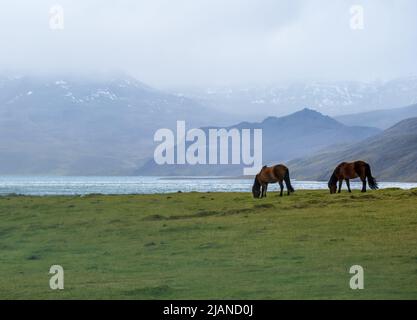 Zwei isländische Pferde grasen auf dem Westisländischen Hochland, der Halbinsel Snaefellsnes. Spektakuläre vulkanische Tundra-Landschaft mit Bergen, Kratern, Seen Stockfoto