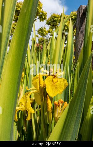 Gelbe Iris, Iris pseudacorus mehrjährige, krautige Pflanze. Auch bekannt als Wasserflagge oder Gelbe Flagge Stockfoto
