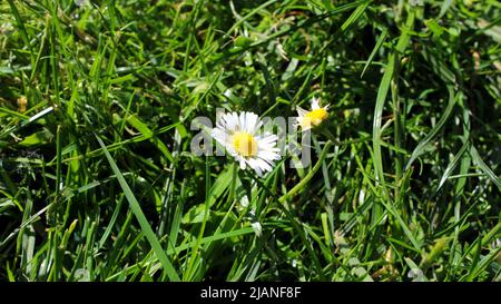 Gänseblümchen (Bellis perennis) auf grüner Wiese im Garten, Hessen, Deutschland. Stockfoto