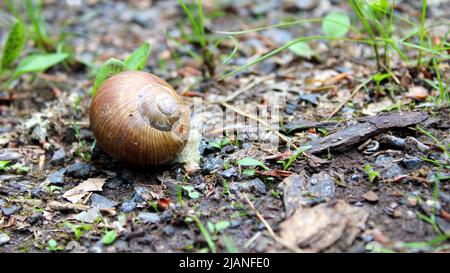 Rückgezogene Schnecke (Gastropoda), Weinbergschnecke (Helix pomatia) mit Haus, Gehäuse oder Schale auf Waldboden, Bayern, Deutschland. Stockfoto