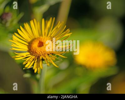 Blühendes Elektampan, Inula helenium, Nahaufnahme Stockfoto
