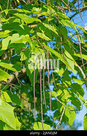 Trompetenbaum, Catalpa, mit Früchten Stockfoto